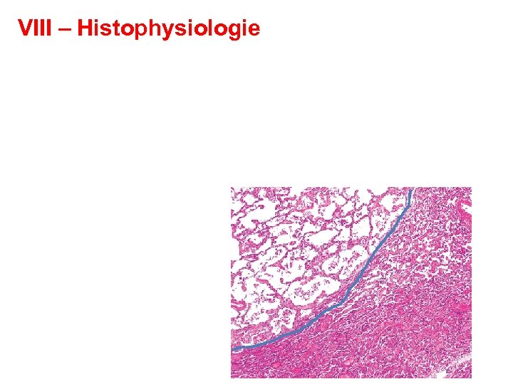 VIII – Histophysiologie 