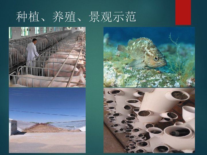 种植、养殖、景观示范 