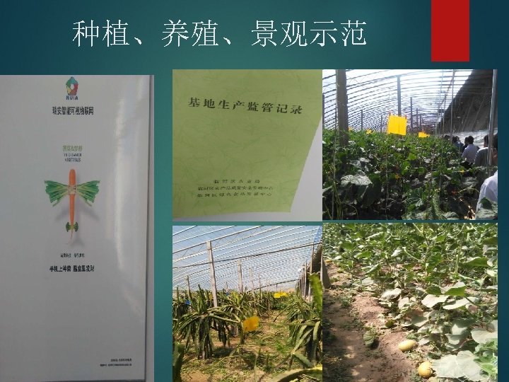 种植、养殖、景观示范 