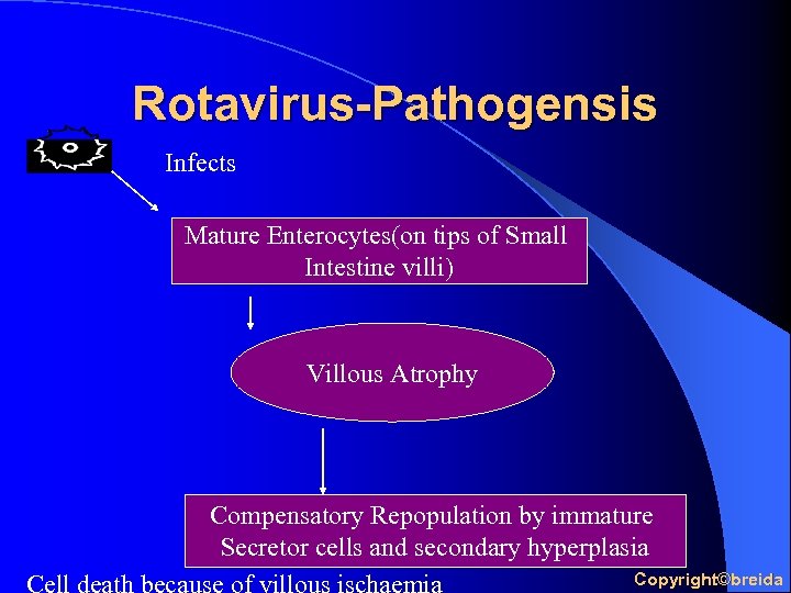 Rotavirus-Pathogensis Infects Mature Enterocytes(on tips of Small Intestine villi) Villous Atrophy Compensatory Repopulation by