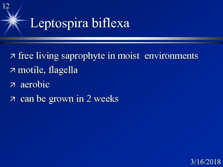 12 Leptospira biflexa ä free living saprophyte in moist environments ä motile, flagella ä