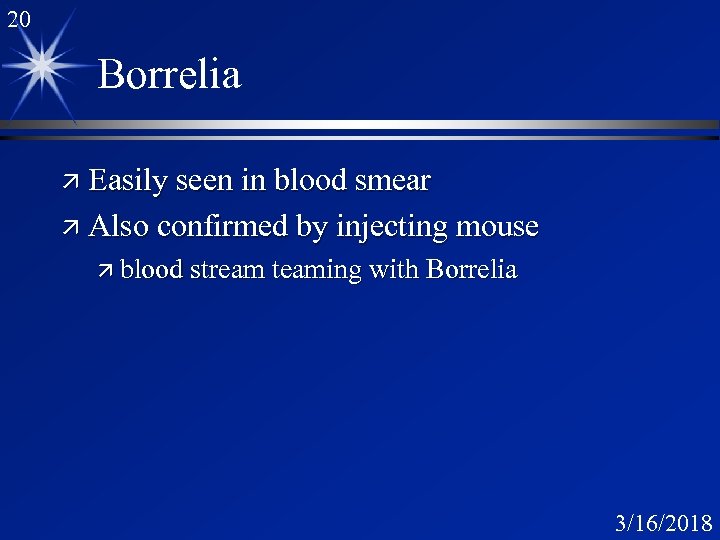 20 Borrelia ä Easily seen in blood smear ä Also confirmed by injecting mouse