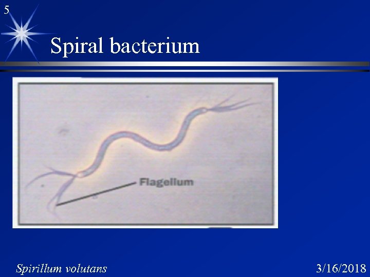 5 Spiral bacterium Spirillum volutans 3/16/2018 
