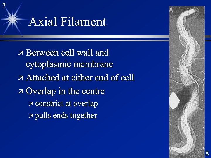 7 Axial Filament ä Between cell wall and cytoplasmic membrane ä Attached at either