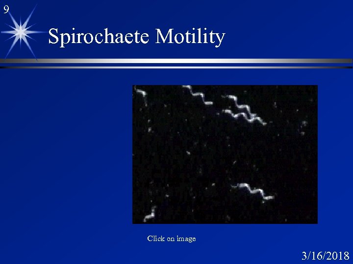 9 Spirochaete Motility Click on image 3/16/2018 