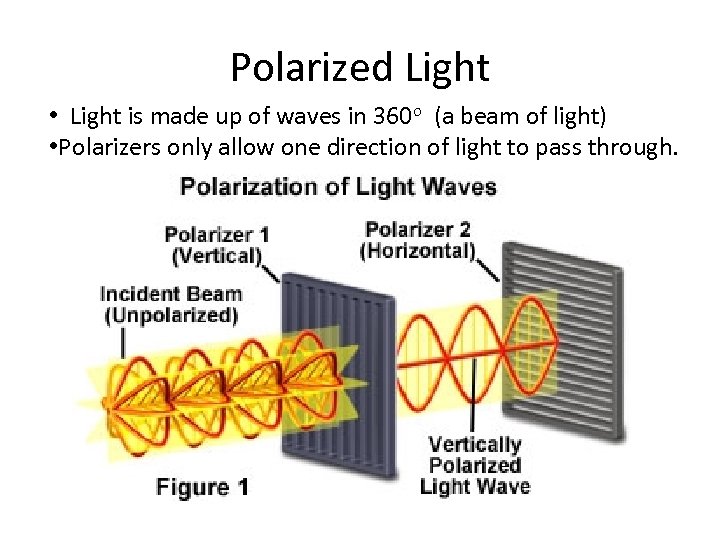 Polarized Light • Light is made up of waves in 360 o (a beam