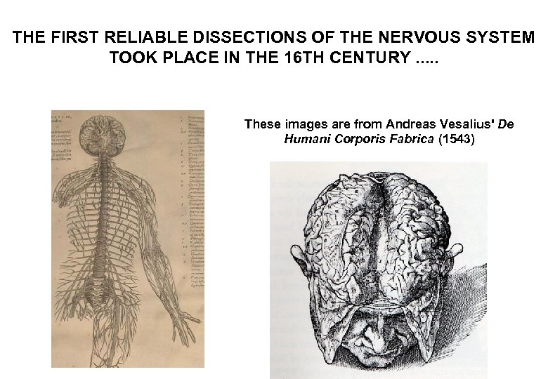 THE FIRST RELIABLE DISSECTIONS OF THE NERVOUS SYSTEM TOOK PLACE IN THE 16 TH