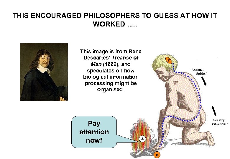 THIS ENCOURAGED PHILOSOPHERS TO GUESS AT HOW IT WORKED. . . This image is