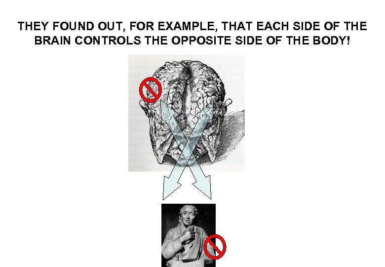 THEY FOUND OUT, FOR EXAMPLE, THAT EACH SIDE OF THE BRAIN CONTROLS THE OPPOSITE