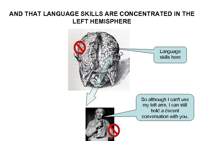 AND THAT LANGUAGE SKILLS ARE CONCENTRATED IN THE LEFT HEMISPHERE Language skills here So