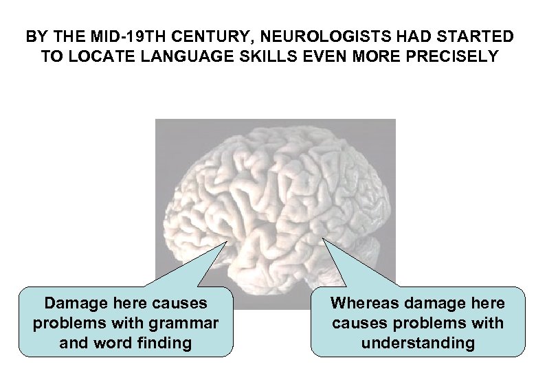 BY THE MID-19 TH CENTURY, NEUROLOGISTS HAD STARTED TO LOCATE LANGUAGE SKILLS EVEN MORE