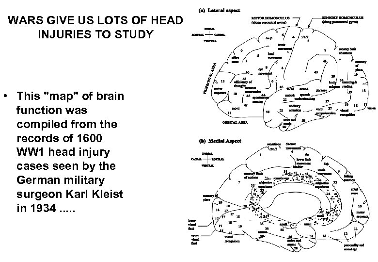 WARS GIVE US LOTS OF HEAD INJURIES TO STUDY • This "map" of brain