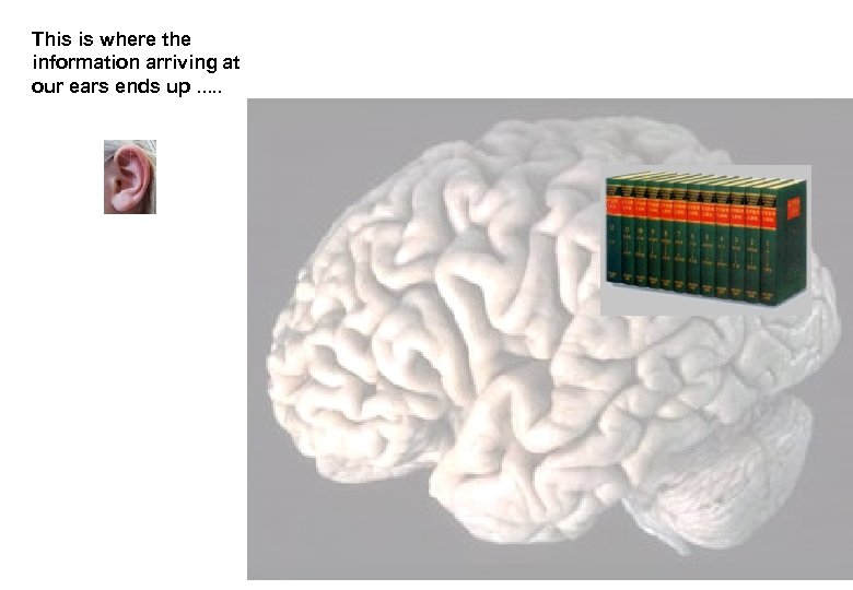 This is where the information arriving at our ears ends up. . . 