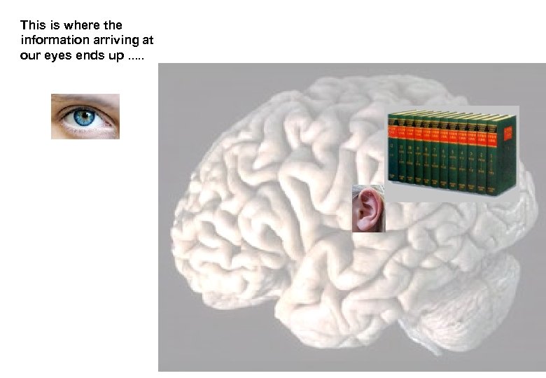 This is where the information arriving at our eyes ends up. . . 