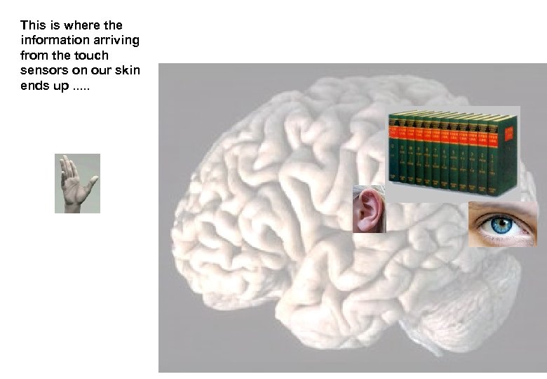 This is where the information arriving from the touch sensors on our skin ends