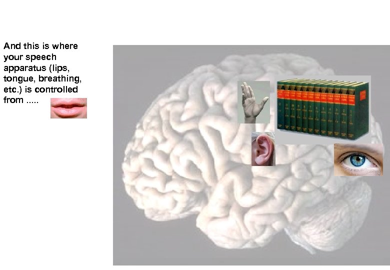 And this is where your speech apparatus (lips, tongue, breathing, etc. ) is controlled