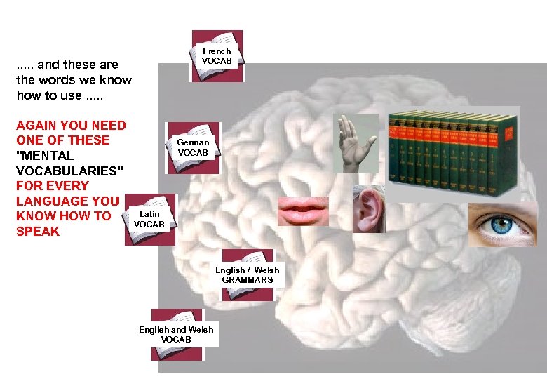 French VOCAB . . . and these are the words we know how to
