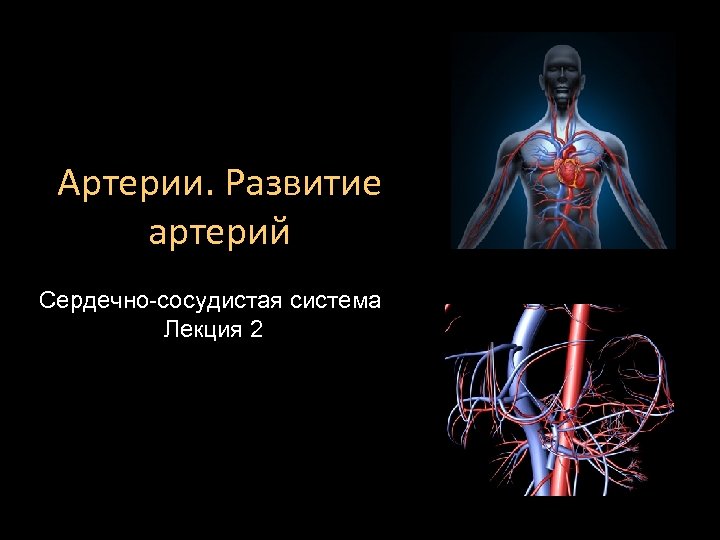 Артерии. Развитие артерий Сердечно-сосудистая система Лекция 2 