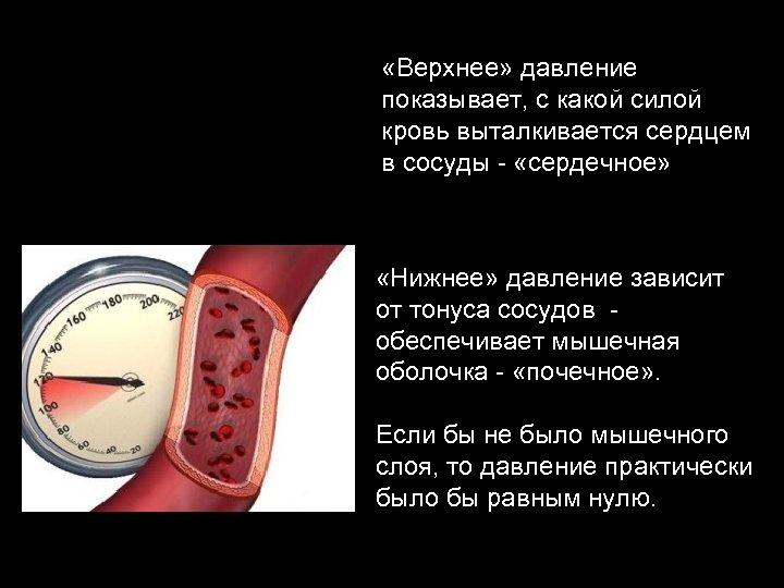  «Верхнее» давление показывает, с какой силой кровь выталкивается сердцем в сосуды - «сердечное»