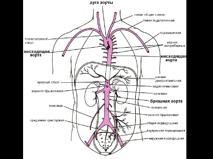 Ветви и дуги аорты схема