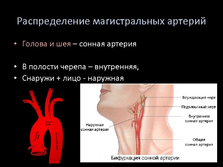 Распределение магистральных артерий • Голова и шея – сонная артерия • В полости черепа