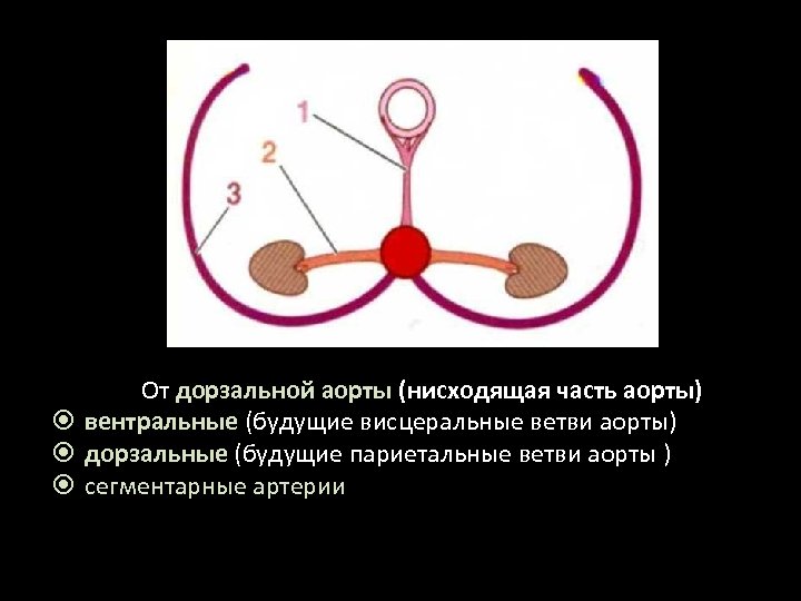 От дорзальной аорты (нисходящая часть аорты) вентральные (будущие висцеральные ветви аорты) дорзальные (будущие париетальные