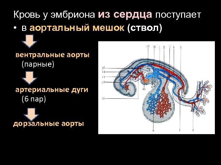 Кровь у эмбриона из сердца поступает • в аортальный мешок (ствол) вентральные аорты (парные)