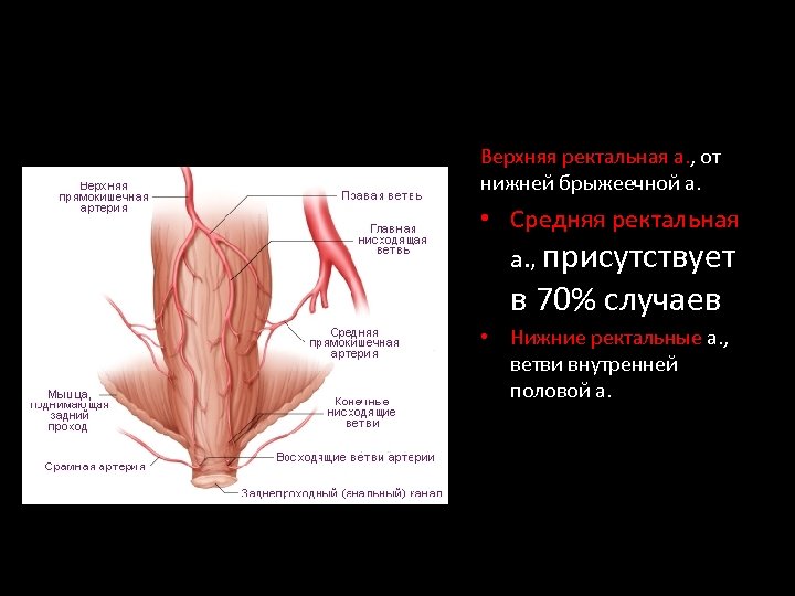 Верхняя ректальная а. , от нижней брыжеечной а. • Средняя ректальная а. , присутствует
