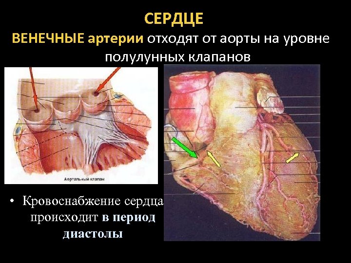 СЕРДЦЕ ВЕНЕЧНЫЕ артерии отходят от аорты на уровне полулунных клапанов • Кровоснабжение сердца происходит