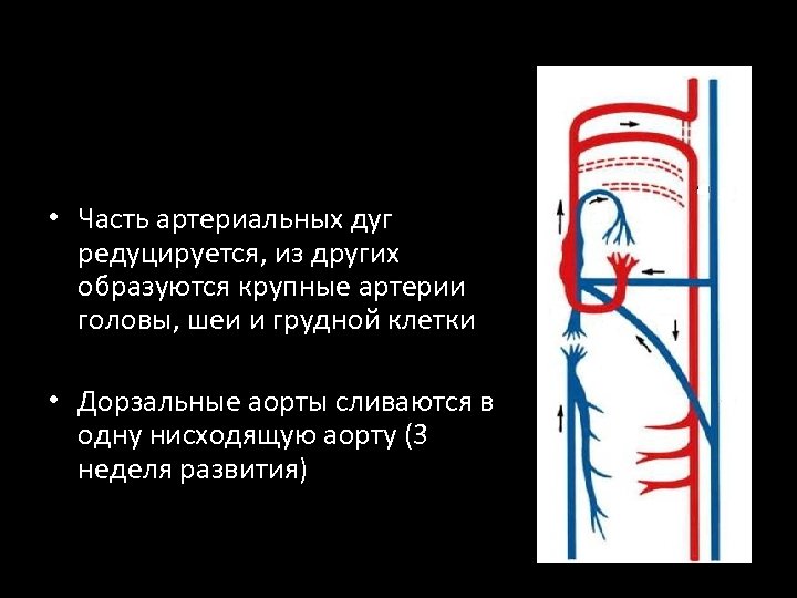  • Часть артериальных дуг редуцируется, из других образуются крупные артерии головы, шеи и