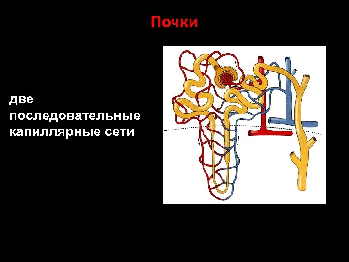 Почки две последовательные капиллярные сети 