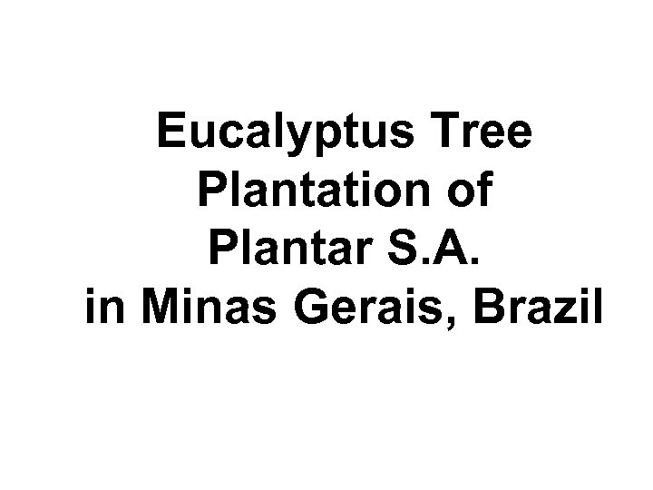 Eucalyptus Tree Plantation of Plantar S. A. in Minas Gerais, Brazil 