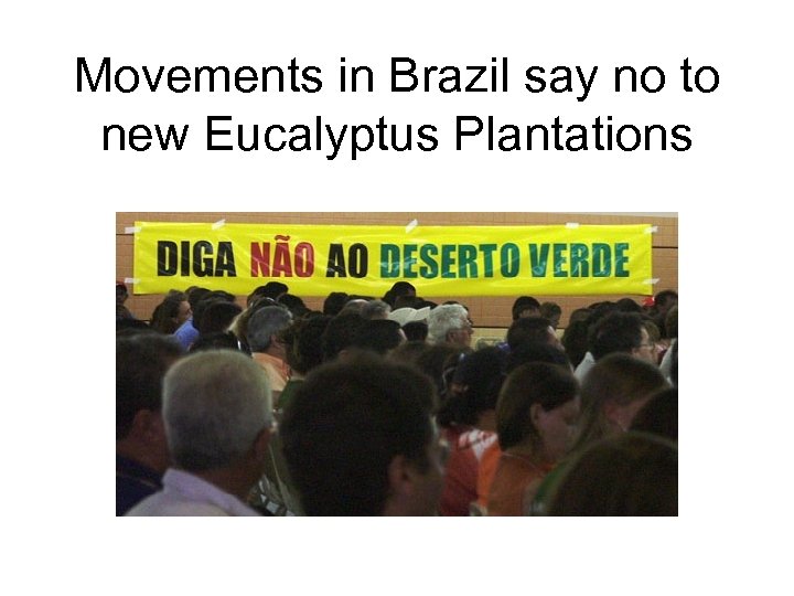 Movements in Brazil say no to new Eucalyptus Plantations 