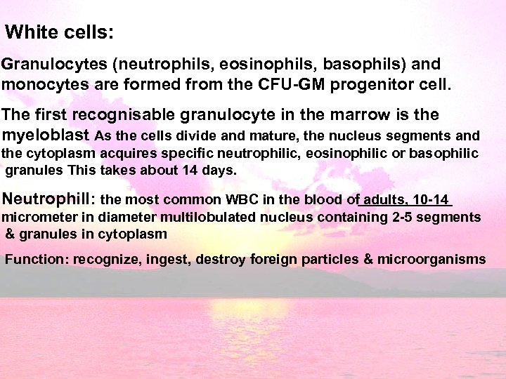 White cells: Granulocytes (neutrophils, eosinophils, basophils) and monocytes are formed from the CFU-GM progenitor