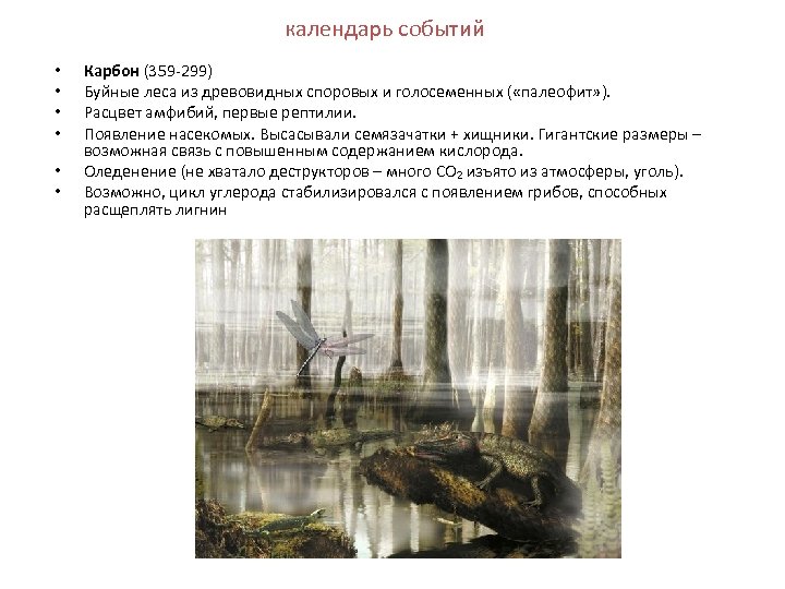 календарь событий • • • Карбон (359 -299) Буйные леса из древовидных споровых и