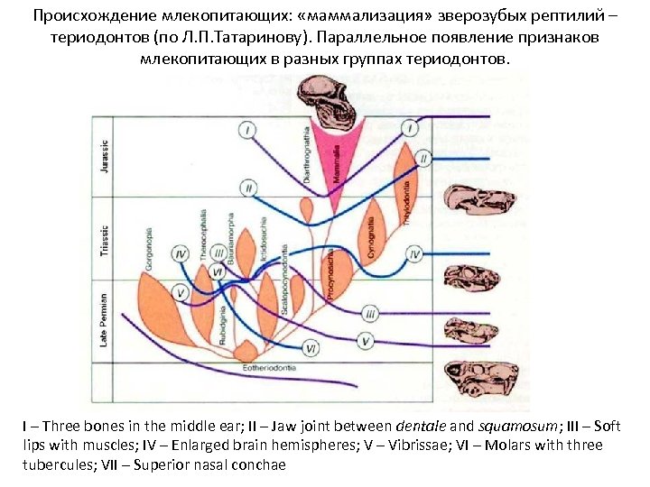 Происхождение млекопитающих: «маммализация» зверозубых рептилий – териодонтов (по Л. П. Татаринову). Параллельное появление признаков