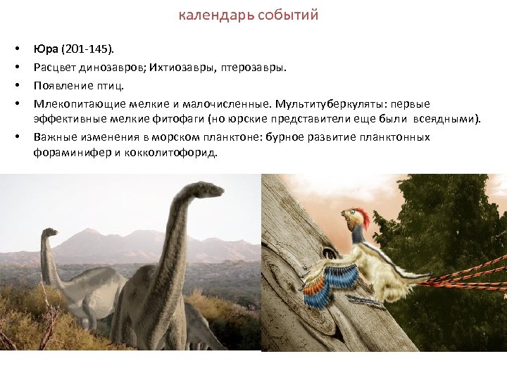 календарь событий • • • Юра (201 -145). Расцвет динозавров; Ихтиозавры, птерозавры. Появление птиц.