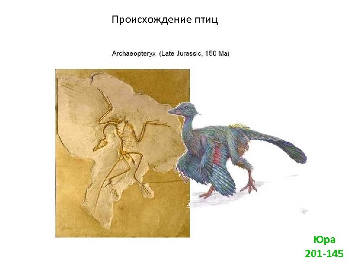 Происхождение птиц Юра 201 -145 