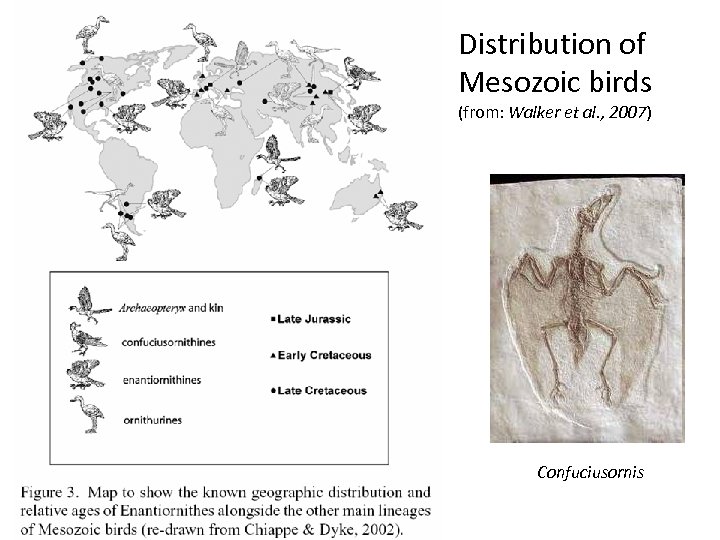 Distribution of Mesozoic birds (from: Walker et al. , 2007) Confuciusornis 