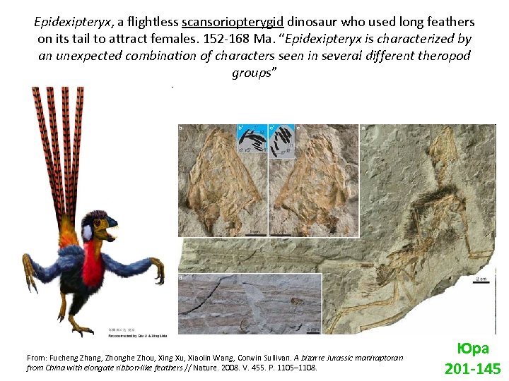 Epidexipteryx, a flightless scansoriopterygid dinosaur who used long feathers on its tail to attract