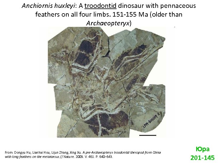 Anchiornis huxleyi: A troodontid dinosaur with pennaceous feathers on all four limbs. 151 -155