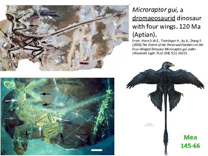 Microraptor gui, a dromaeosaurid dinosaur with four wings. 120 Ma (Aptian). From: Hone D.