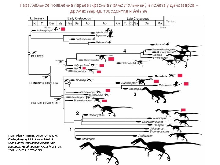 Параллельное появление перьев (красные прямоугольники) и полета у динозавров – дромеозаврид, троодонтид и Avialae