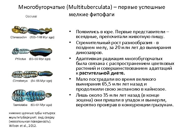 Многобугорчатые (Multituberculata) – первые успешные мелкие фитофаги • Появились в юре. Первые представители –
