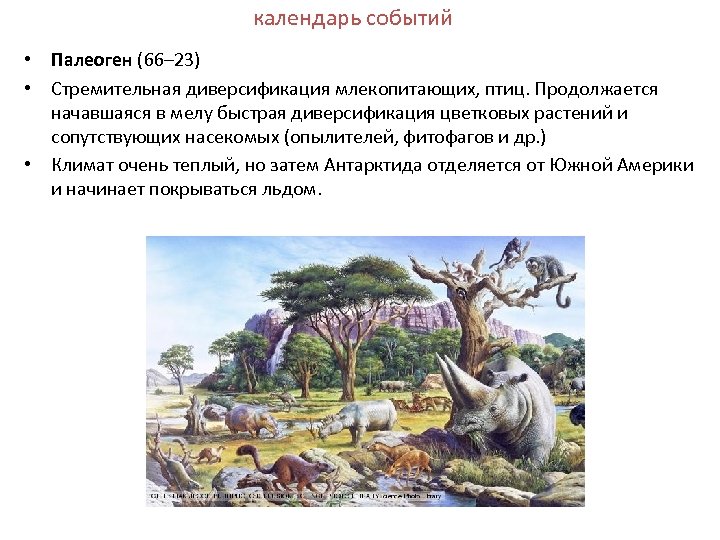 календарь событий • Палеоген (66– 23) • Стремительная диверсификация млекопитающих, птиц. Продолжается начавшаяся в