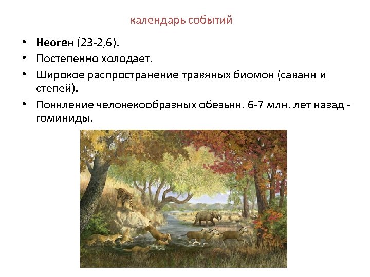 календарь событий • Неоген (23 -2, 6). • Постепенно холодает. • Широкое распространение травяных