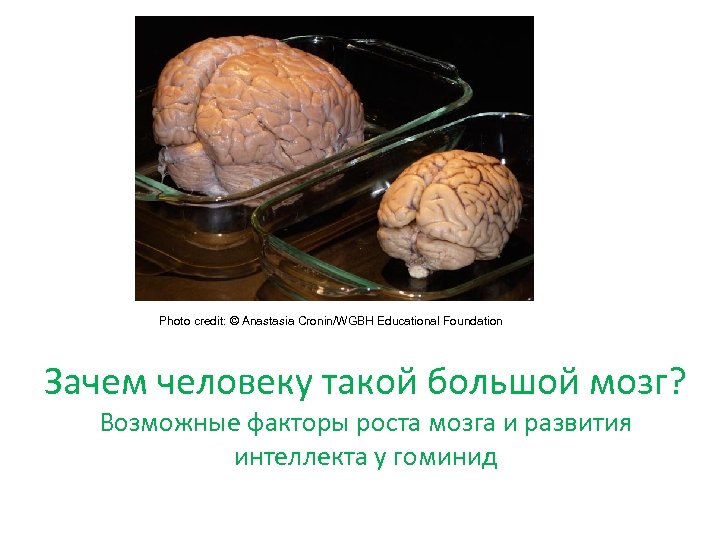 Photo credit: © Anastasia Cronin/WGBH Educational Foundation Зачем человеку такой большой мозг? Возможные факторы