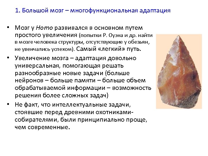 1. Большой мозг – многофункциональная адаптация • Мозг у Homo развивался в основном путем