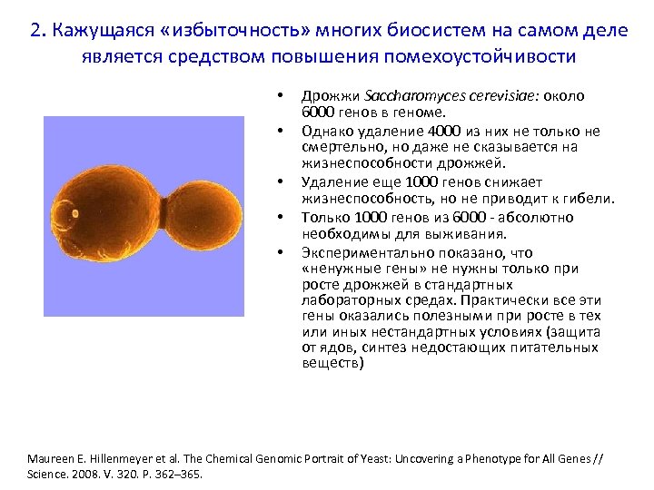 2. Кажущаяся «избыточность» многих биосистем на самом деле является средством повышения помехоустойчивости • •
