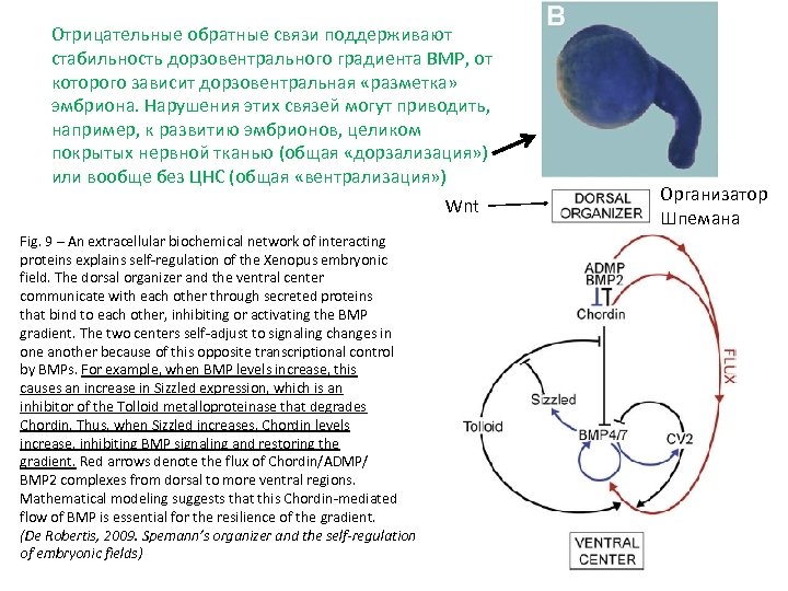 Отрицательные обратные связи поддерживают стабильность дорзовентрального градиента BMP, от которого зависит дорзовентральная «разметка» эмбриона.